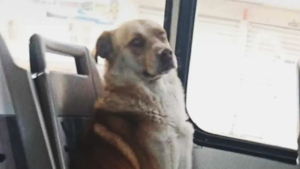 Boby, el perro perdido en la Ruta 3 de Puebla, ya está en casa
