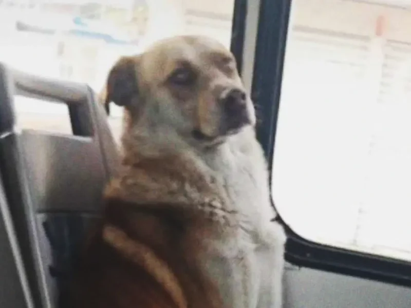 Boby, el perro perdido en la Ruta 3 de Puebla, ya está en casa