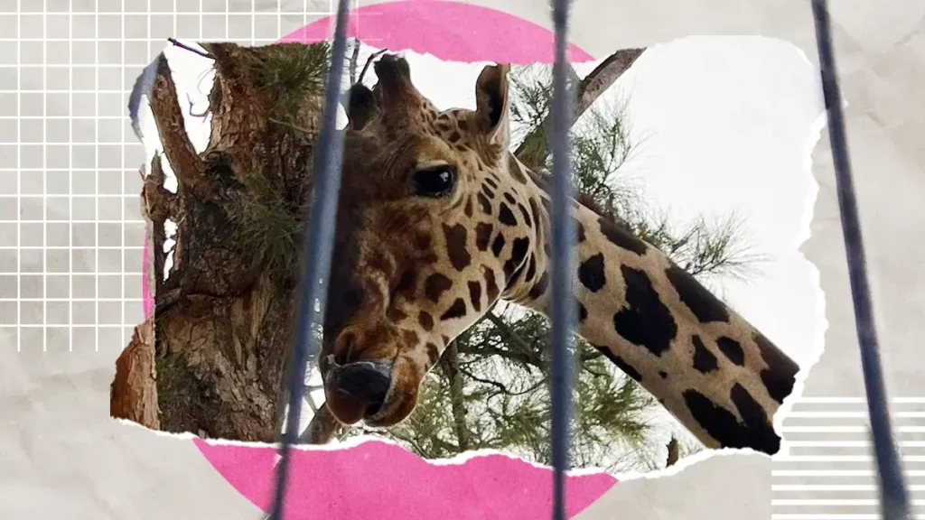 Profepa aclara que la jirafa Benito no será trasladada a Africam Safari