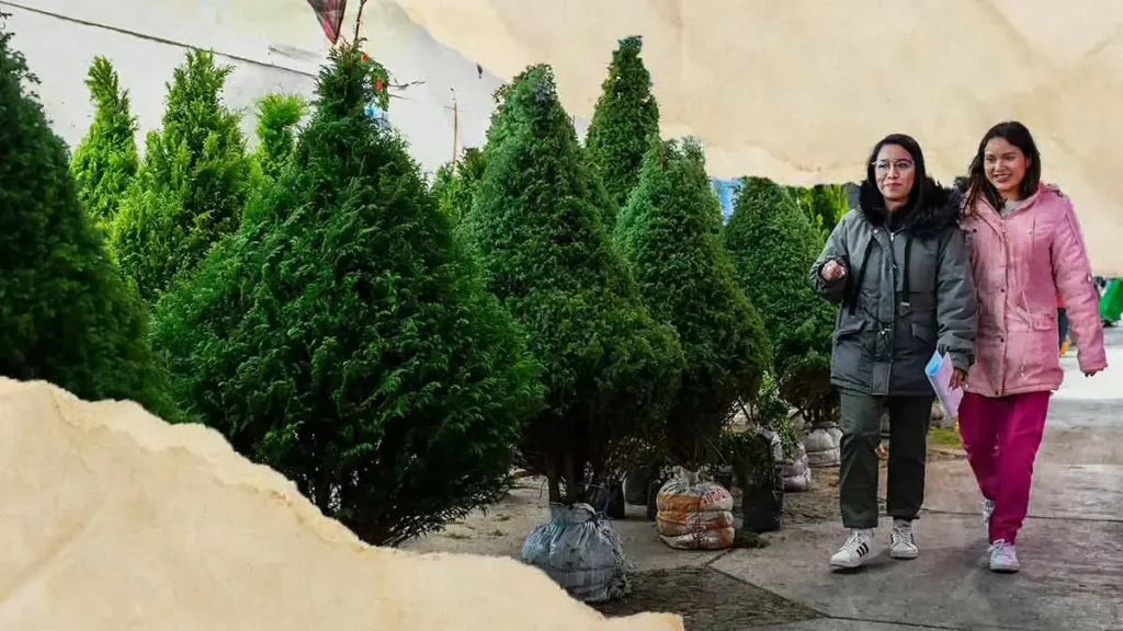 Dona tu árbol de Navidad natural para reciclarlo, Gobierno del Estado lo recibe