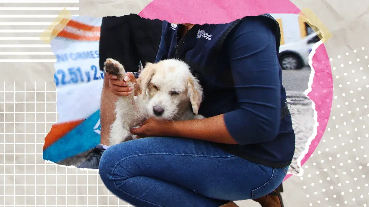 Llega la 15 edición de la Feria de Adopción canina en la Gran Bodega Xilotzingo