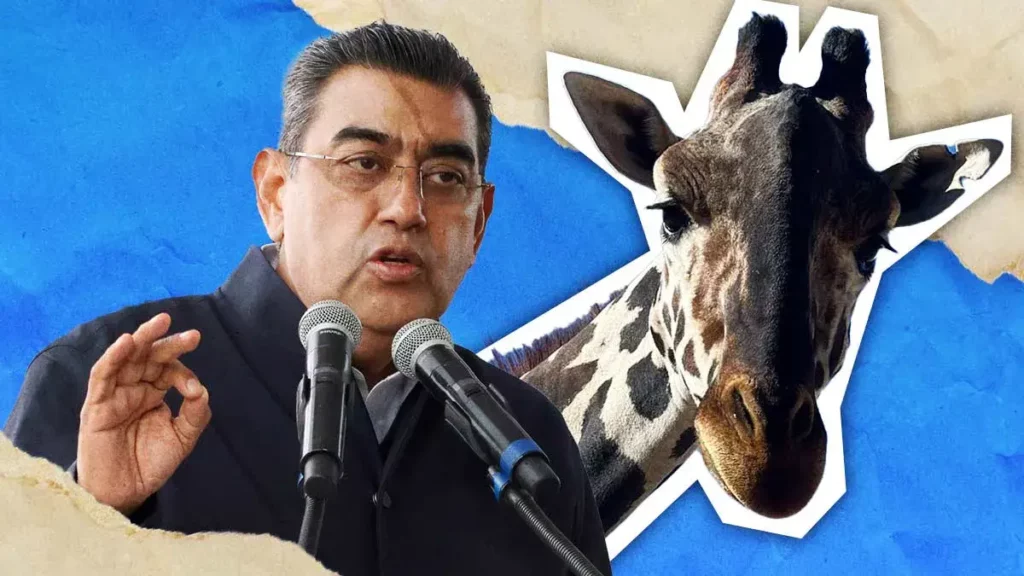 Gobierno de Puebla intervendrá para trasladar a la jirafa Benito a Africam Safari