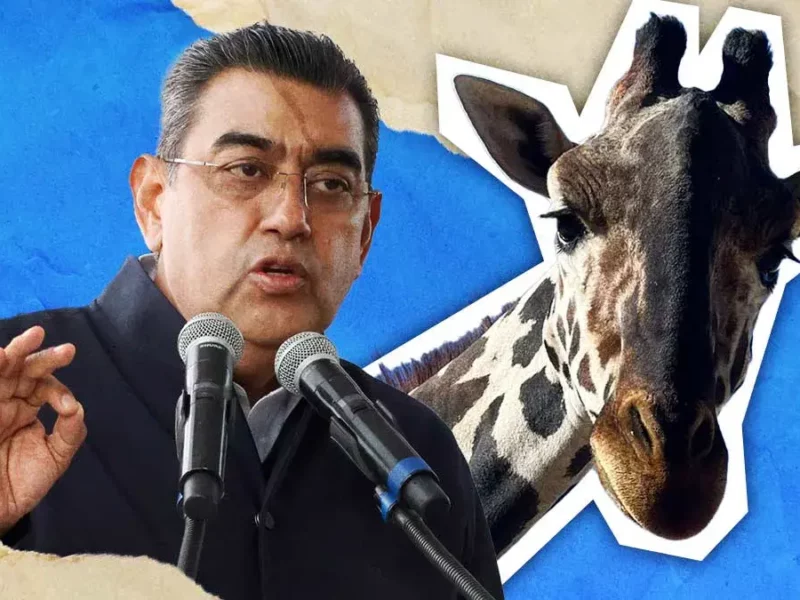 Gobierno de Puebla intervendrá para trasladar a la jirafa Benito a Africam Safari