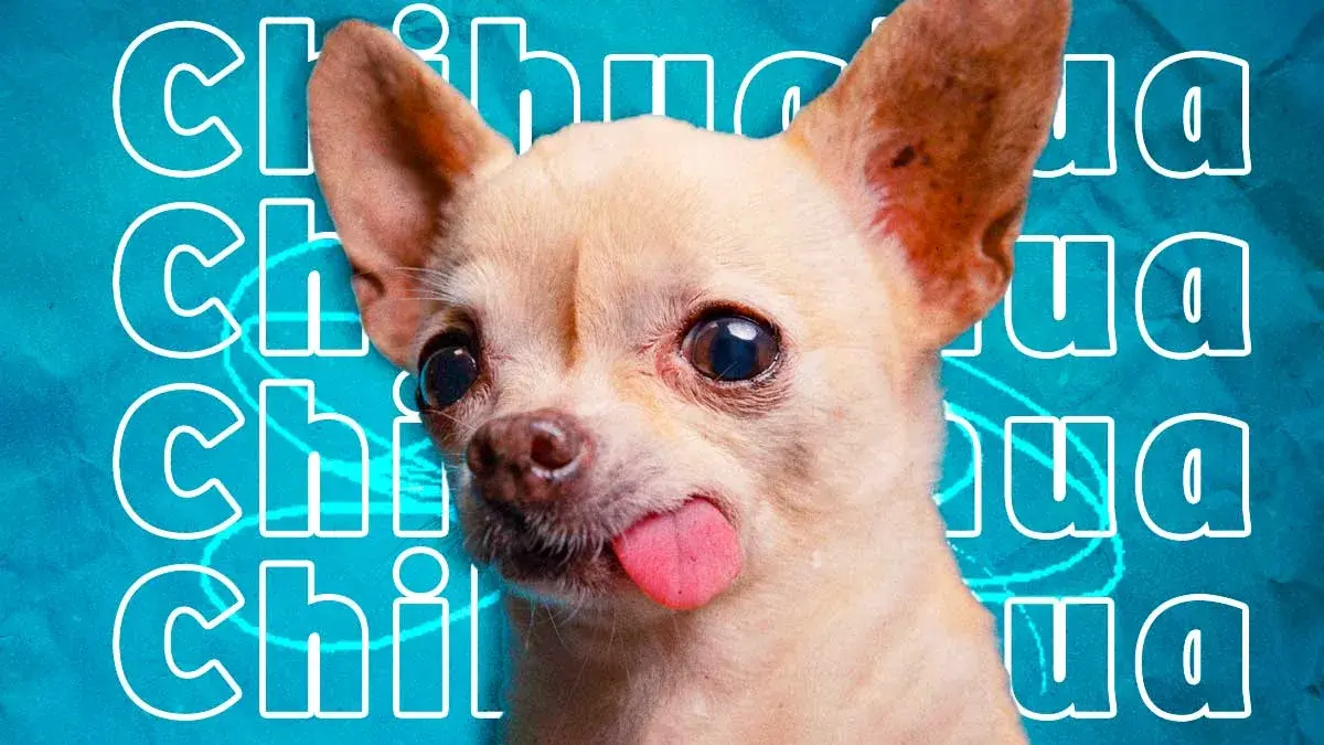 Perro Chihuahua: características, consejos y cuidados para tu lomito