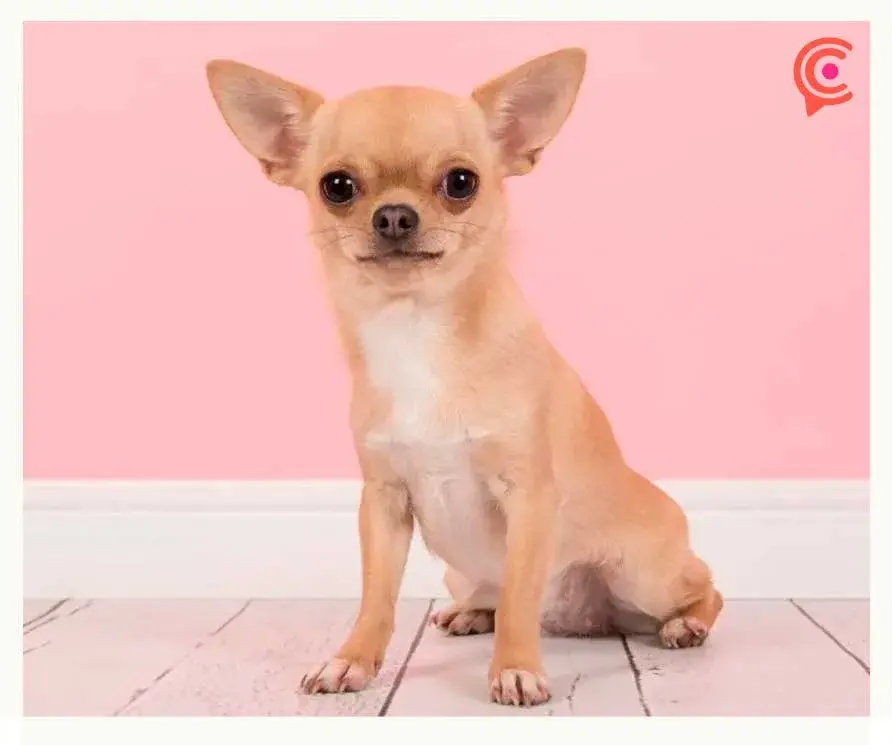 Perro Chihuahua: características, consejos y cuidados para tu lomito