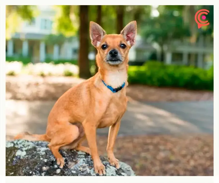Perro Chihuahua: características, consejos y cuidados para tu lomito