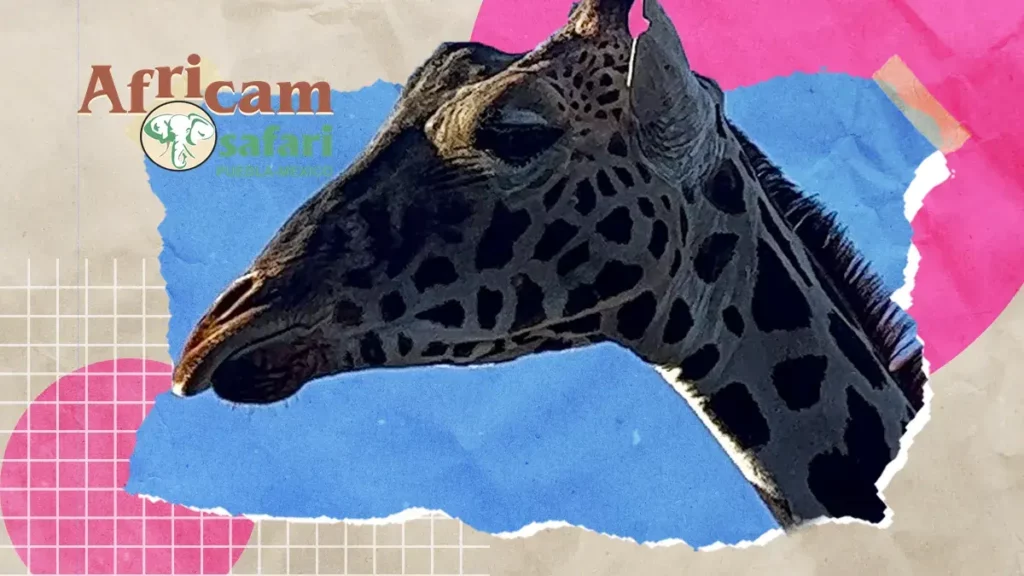 Confirman llegada de la jirafa Benito a Africam Safari en Puebla