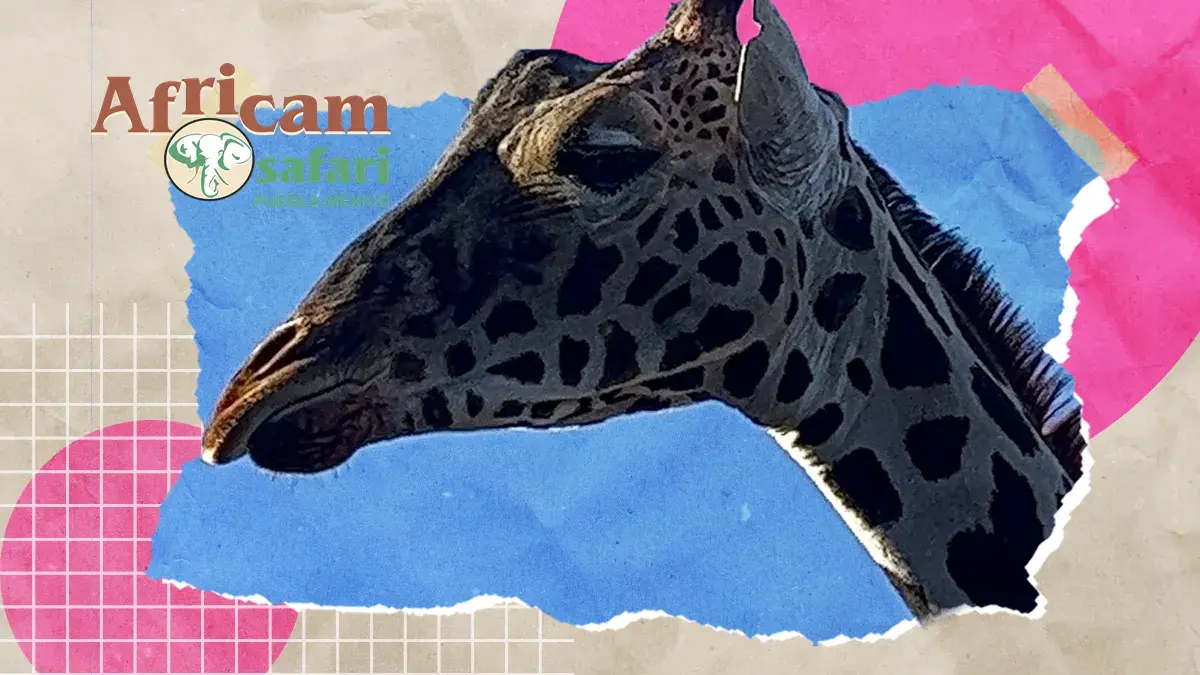 Confirman llegada de la jirafa Benito a Africam Safari en Puebla