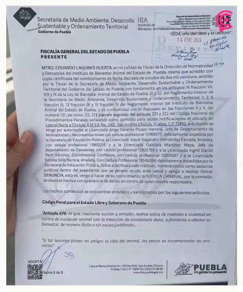 Gobierno de Puebla interpone denuncia por maltrato animal a potranca en Coronango