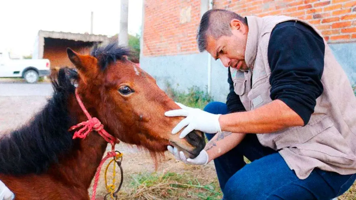 Gobierno de Puebla interpone denuncia por maltrato animal a potranca en Coronango