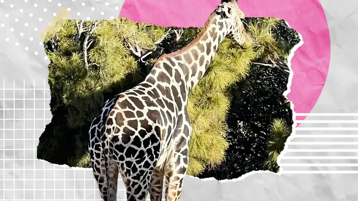 Es oficial, la jirafa Benito será trasladada a Africam Safari en Puebla