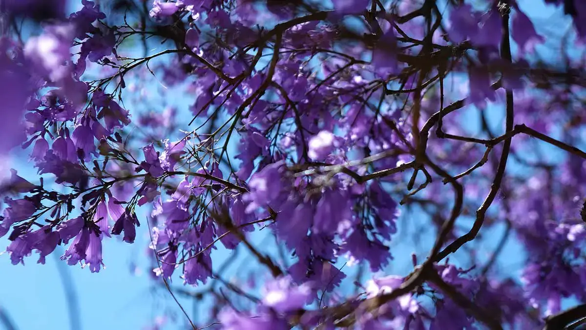 Jacarandas floreciendo en enero, la primavera anticipada del calentamiento global