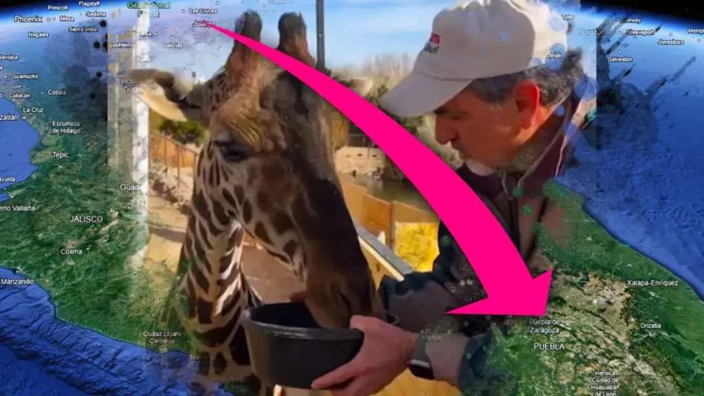 Viaje de la jirafa Benito podría durar 50 horas para llegar a Africam Safari en Puebla 