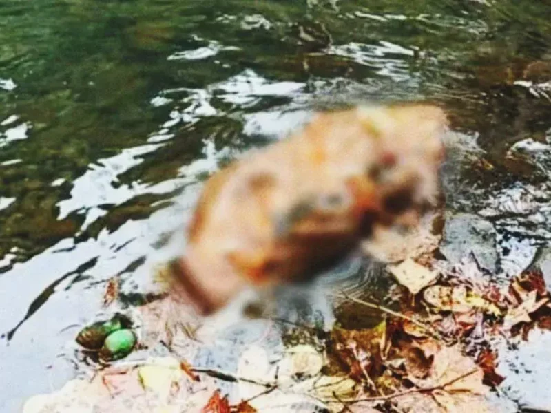 Pobladores de Hueytamalco encuentran cadáver envuelto con petate dentro de un río