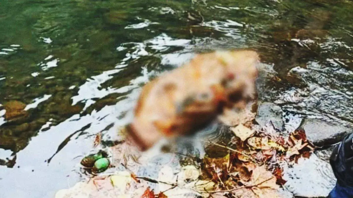 Pobladores de Hueytamalco encuentran cadáver envuelto con petate dentro de un río