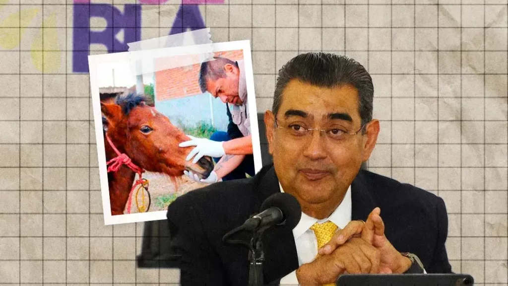 Gobierno de Puebla interpuso una de las denuncias por maltrato contra la yegua Mila