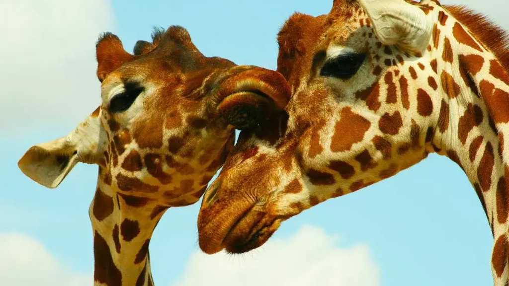 Curiosidades que debes saber sobre las jirafas antes de visitar a Benito en Africam Safari