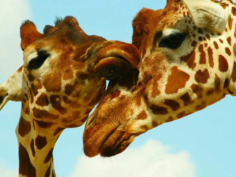 Curiosidades que debes saber sobre las jirafas antes de visitar a Benito en Africam Safari