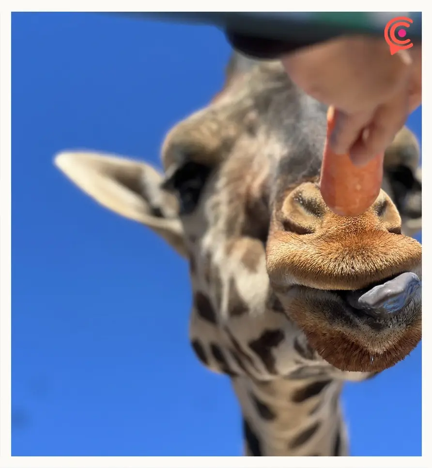 Curiosidades que debes saber sobre las jirafas antes de visitar a Benito en Africam Safari