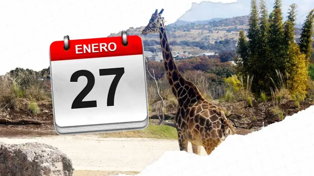 Jirafa Benito se integrará con su nueva familia el sábado 27 de enero