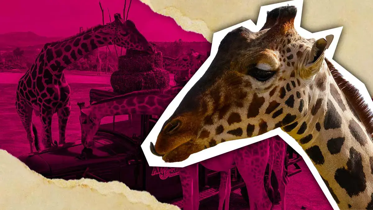 Jirafa Benito se integra con éxito a su nueva manada en Africam Safari