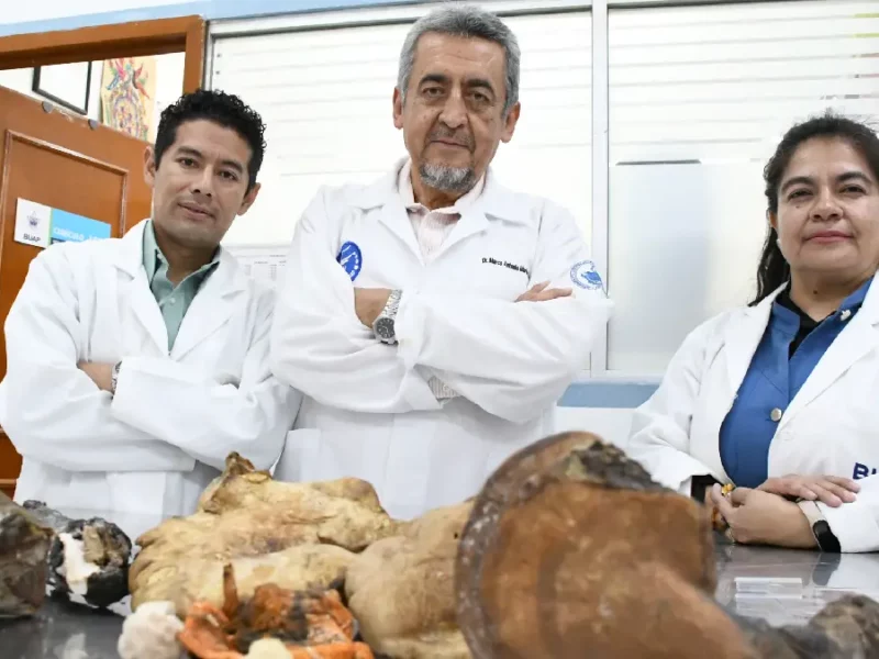 El CICA-ICUAP rescata saberes ancestrales sobre hongos silvestres en La Malinche