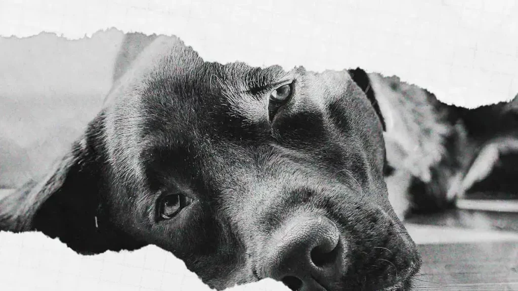 En tres años, Bienestar Animal de Puebla realizó 760 inspecciones por maltrato