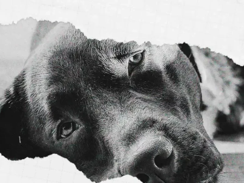 En tres años, Bienestar Animal de Puebla realizó 760 inspecciones por maltrato