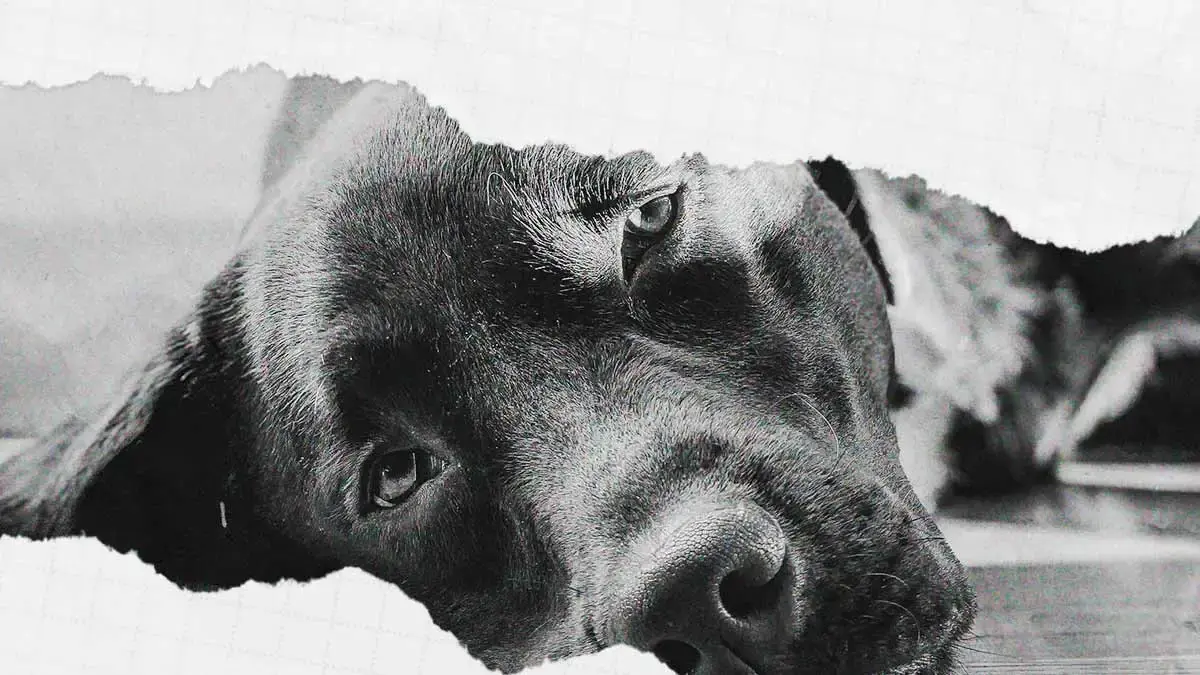 En tres años, Bienestar Animal de Puebla realizó 760 inspecciones por maltrato