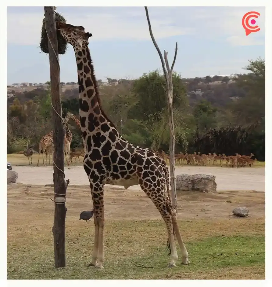 La jirafa Benito se convirtió en símbolo de bienestar animal: Frank Carlos Camacho