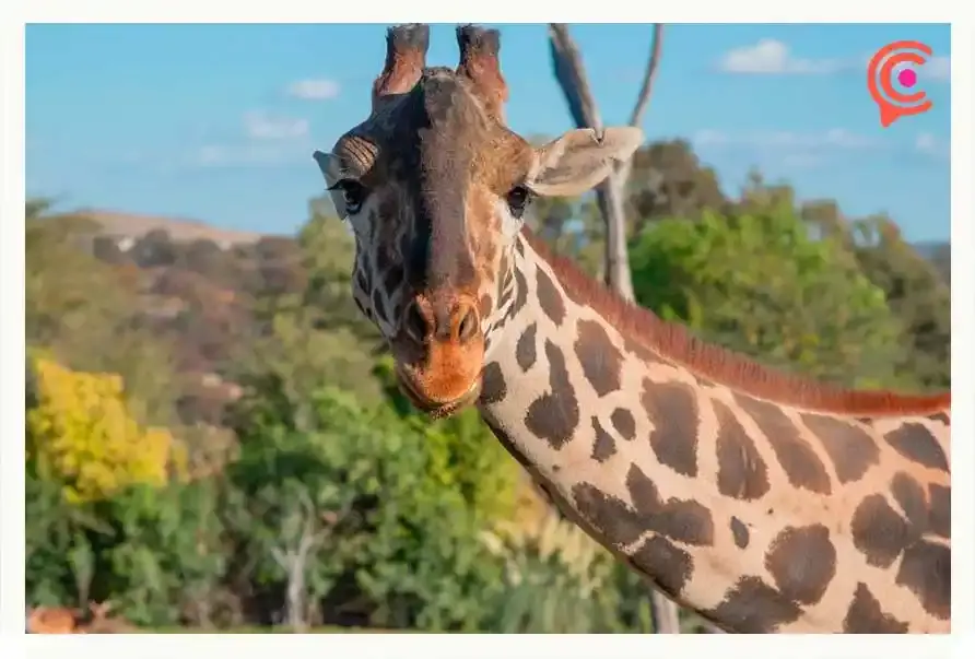 La jirafa Benito se convirtió en símbolo de bienestar animal: Frank Carlos Camacho