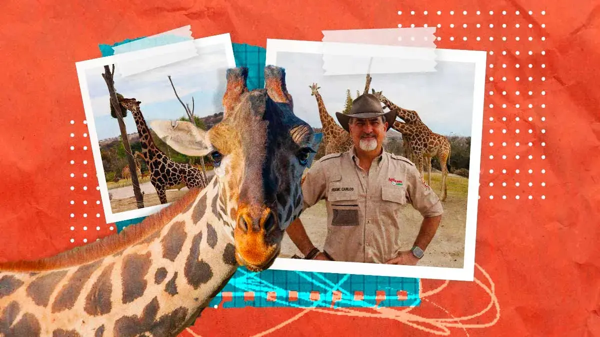 La jirafa Benito se convirtió en símbolo de bienestar animal: Frank Carlos Camacho