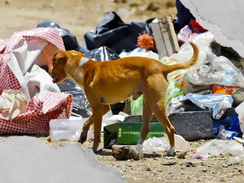 A siete meses de la promesa de rescate, perros siguen en relleno sanitario de Puebla