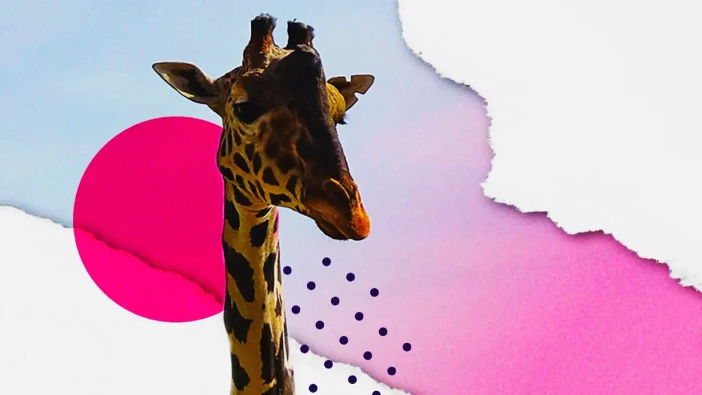 ¿Por qué la jirafa Benito se llama así y cómo puedes reconocerla en Africam Safari?