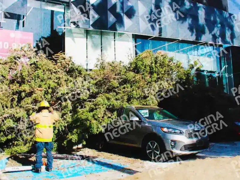 Árbol cae sobre cuatro autos frente a la agencia GWM del bulevar Hermanos Serdán, Puebla