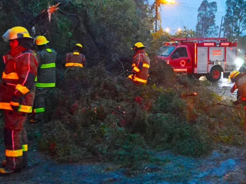 Fuerte viento del 3 de febrero dejó 27 árboles caídos en Puebla