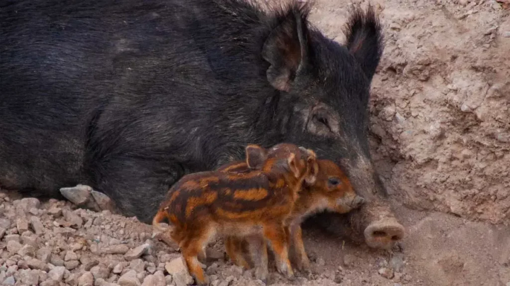 Los bebés jabalíes son los nuevos integrantes de la familia Africam Safari