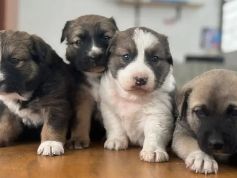 Con pláticas y jornadas de adopción, Ayuntamiento de Puebla promueve el bienestar animal