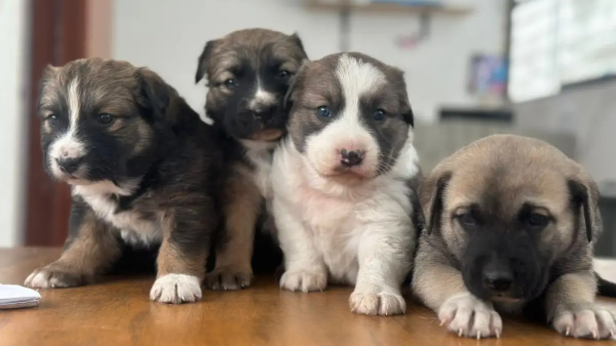 Con pláticas y jornadas de adopción, Ayuntamiento de Puebla promueve el bienestar animal