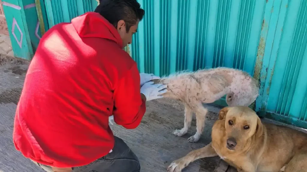 Así puedes realizar reportes en el Centro Municipal de Adopción y Bienestar Animal (CEMA)