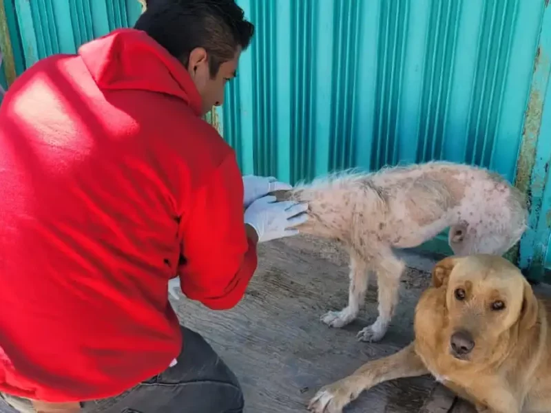 Así puedes realizar reportes en el Centro Municipal de Adopción y Bienestar Animal (CEMA)