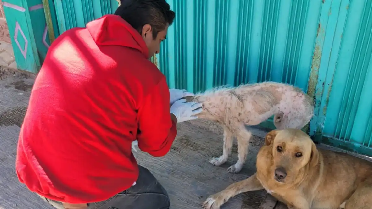 Así puedes realizar reportes en el Centro Municipal de Adopción y Bienestar Animal (CEMA)