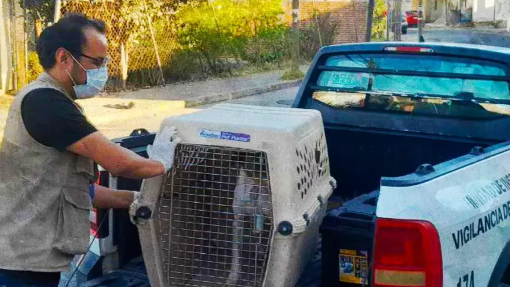 Bienestar Animal de Puebla rescata a perrita con desnutrición extrema 