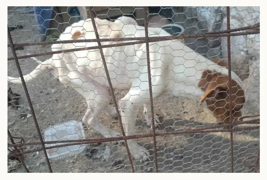 Bienestar Animal de Puebla rescata a perrita con desnutrición extrema 