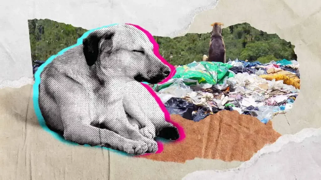 No han podido rescatar a perros del relleno sanitario de Puebla por falta de espacio