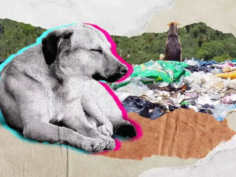 No han podido rescatar a perros del relleno sanitario de Puebla por falta de espacio