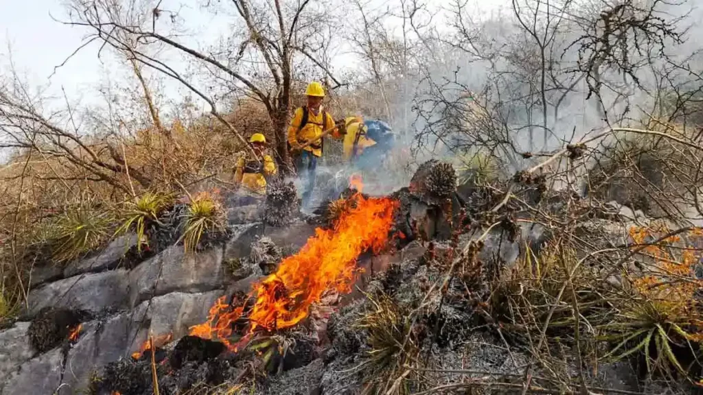 En lo que va del 2024, ocurrieron alrededor de 50 incendios forestales en Puebla