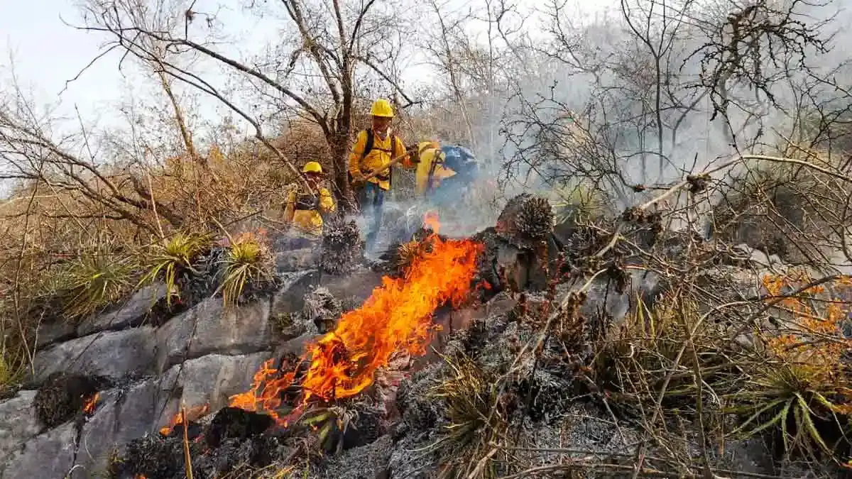 En lo que va del 2024, ocurrieron alrededor de 50 incendios forestales en Puebla