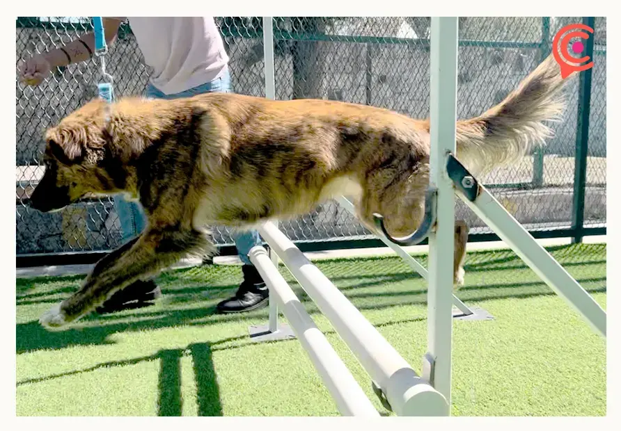 CAETO BUAP lleva más de 14 mil sesiones de terapia con animales desde su creación