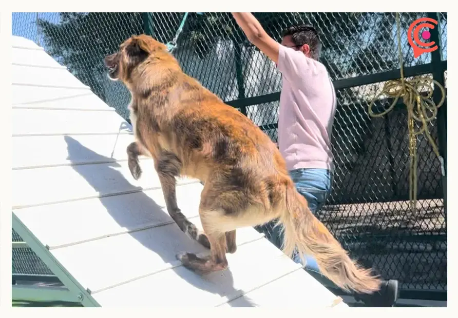 CAETO BUAP lleva más de 14 mil sesiones de terapia con animales desde su creación